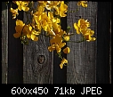 Please Identify These Flowers. Thank you! - yellow_flowers_on_the_fence.jpg-yellow_flowers_on_the_fence.jpg