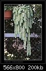 Donkey Tail (plant)-8099 2 of 2-b-8101-donkeytail-19-08-06-20t.jpg