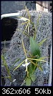 Epidendrum nocturnum-epi-nocturnum-705-04038.jpg