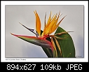 Bird of paradise flower-9870 1 of 2-b-9870-strelizia-20-11-06-20tl.jpg