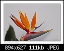 Bird of paradise flower-9873 2 of 2-b-9873-strelizia-20-11-06-20tl.jpg