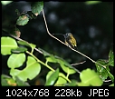 Hummingbird licking branch-hummingbird-licking-branch.jpg