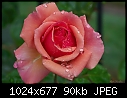 Rose, first rain-112706-1.jpg