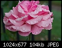 Rose, first rain-112706-4.jpg