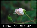 Rose, first rain-112706-5.jpg