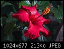 Red Hibiscus-red-hibiscus.jpg