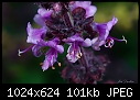Lilac flower-purple-thing.jpg