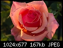 Rose, first rain-dry-rose.jpg