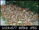 My leaves-my-leaves.jpg