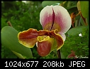 -orchid.jpg