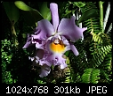 Click image for larger version

Name:	Orchid 2.jpg
Views:	237
Size:	301.1 KB
ID:	3046