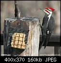 Pileated and Jay (TwoAcreWood)-pil5268.jpg