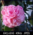 Camellia japonica-camellia-japonica-debutante-04110.jpg