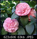 Camellia japonica-camellia-japonica-debutante-04109.jpg