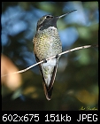 Male hummingbird on perch-male-hummingbird-perch.jpg