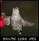 Fem humming bird by feeder looking right at me-fem-humming-bird-feeder-looking-right-me.jpg