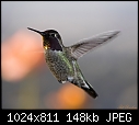 -12-09-06-male-annas-hummingbird-7.jpg