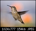 12-09-06 Female Anna's Hummingbird-12-09-06-female-annas-hummingbird-1.jpg
