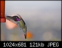 12-09-06 Male Anna's Hummingbird 1-12-09-06-male-annas-hummingbird-1.jpg