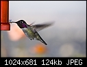 -12-09-06-male-annas-hummingbird-2.jpg