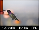 -12-09-06-male-annas-hummingbird-3.jpg