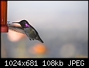 -12-09-06-male-annas-hummingbird-8.jpg