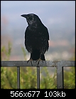My first crow portrait-my-first-crow-portrait.jpg