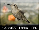 12-10-06 Female hummingbird-12-10-06-female-hummingbird.jpg