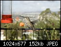 -12-10-06-female-hummingbird-wide-view.jpg