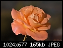 Rose-rose.jpg
