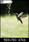 One of many favorite hummer pics... - hum01_3049.jpg (1/1)-hum01_3049.jpg