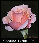Fast rose-fast-rose-3.jpg