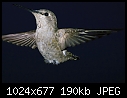 One more exquisite hummer - Bird.jpg-bird.jpg