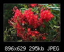 Red-flowering gum (Eucalyptus ficifolia) 1/4-b-0372-redgum-17-12-06-30m.jpg