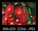 Red-flowering gum (Eucalyptus ficifolia) 2/4-b-0374-redgum-17-12-06-30m.jpg