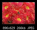 Red-flowering gum (Eucalyptus ficifolia) 4/4-b-0384-redgum-17-12-06-30m.jpg