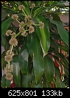 ornamental corn plant ? - 1 attachment-cornplantbaby.jpg