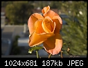 Orange rose-orange-rose.jpg