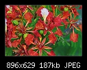 Poinciana Flowers 3/3-b-0032-poinsanna-11-12-06-20tl.jpg