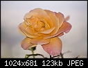 Rose 1a-rose-1a.jpg