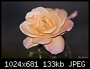 Rose 1b-rose-1b.jpg