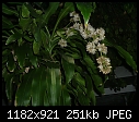 ornamental corn plant ? - 1 attachment-nightbloom1.jpg