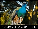 Peacock-peacock.jpg
