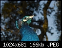 -peacock-portrait.jpg