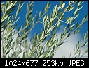 Click image for larger version

Name:	My olive tree today.jpg
Views:	193
Size:	252.6 KB
ID:	3123