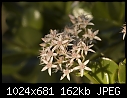 Click image for larger version

Name:	Little bitty flowers.jpg
Views:	228
Size:	161.7 KB
ID:	3136
