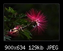 Click image for larger version

Name:	b-0547-calliandra-28-12-06-30TL.jpg
Views:	414
Size:	129.5 KB
ID:	3140