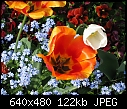 tulips-img_2317.jpg