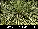 Click image for larger version

Name:	Green Vertigo_4668.jpg
Views:	240
Size:	270.7 KB
ID:	3149