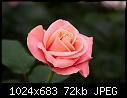 Click image for larger version

Name:	Winter's Rose_4702.jpg
Views:	203
Size:	71.7 KB
ID:	3150